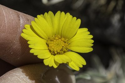 Tetraneuris argentea, photographed by Craig Martin