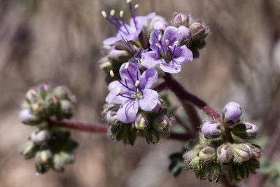 Phacelia bombycina, photographed by Cecelia Alexander