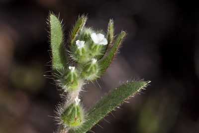 Plagiobothrys arizonicus, photographed by Cecelia Alexander