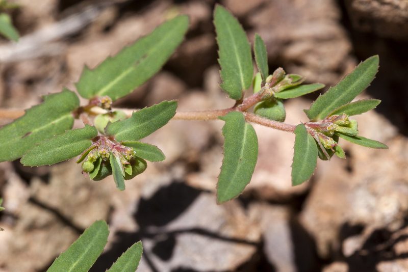Euphorbia rayturneri, photographed by Cecelia Alexander