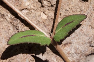Euphorbia rayturneri, photographed by Cecelia Alexander