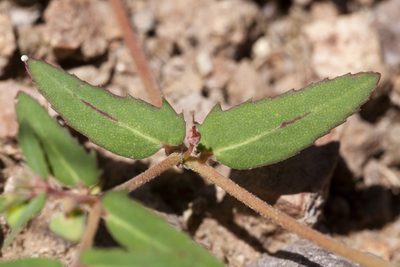 Euphorbia rayturneri, photographed by Cecelia Alexander