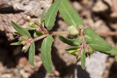 Euphorbia rayturneri, photographed by Cecelia Alexander