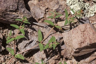 Euphorbia rayturneri, photographed by Cecelia Alexander