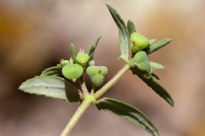 Euphorbia rayturneri, photographed by Cecelia Alexander