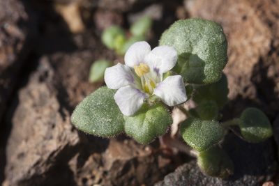 Phacelia neglecta, photographed by Cecelia Alexander