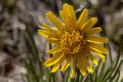 Hymenoxys brandegeei, photographed by Cecelia Alexander