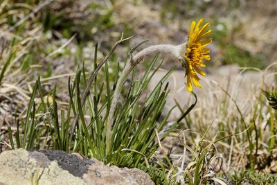 Hymenoxys brandegeei, photographed by Cecelia Alexander