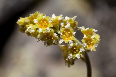 Heuchera parvifolia, photographed by Cecelia Alexander