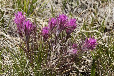 Castilleja haydenii, photographed by Cecelia Alexander