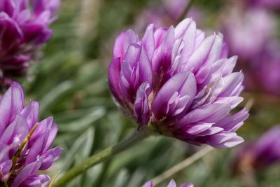 Trifolium attenuatum, photographed by Cecelia Alexander