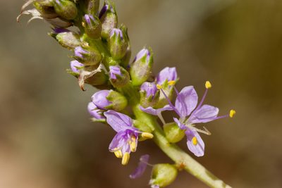 Dalea scariosa, photographed by Cecelia Alexander