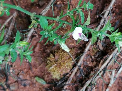 Justicia protracta, photographed by Hildegard Klein