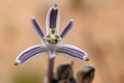 Androstephium breviflorum, photographed by Cecelia Alexander