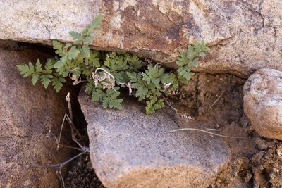 Myriopteris wrightii, photographed by Cecelia Alexander