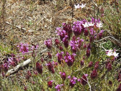 Thymus lotocephalus, photographed by Duarte Frade