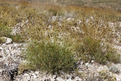 Thelesperma longipes, photographed by Cecelia Alexander