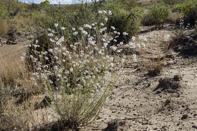Brickellia leptophylla, photographed by Cecelia Alexander