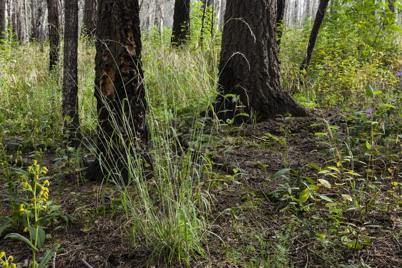 Elymus arizonicus, photographed by Cecelia Alexander