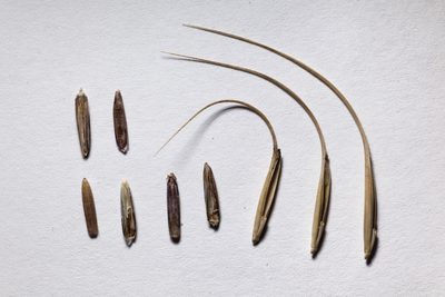 Elymus arizonicus, photographed by Cecelia Alexander