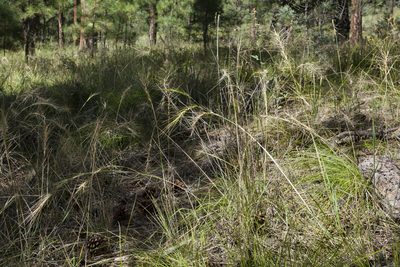 Elymus longifolius, photographed by Cecelia Alexander