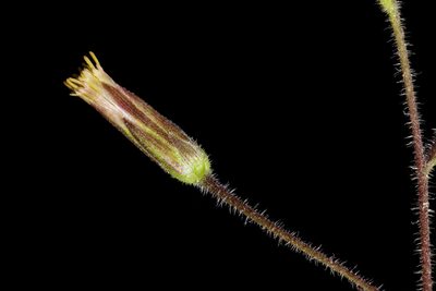 Brickellia betonicifolia, photographed by Cecelia Alexander