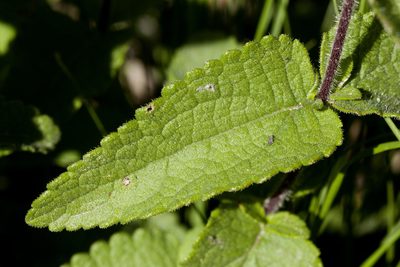 Brickellia betonicifolia, photographed by Cecelia Alexander