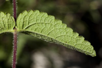 Brickellia betonicifolia, photographed by Cecelia Alexander
