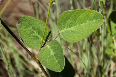 Desmodium grahamii, photographed by Cecelia Alexander