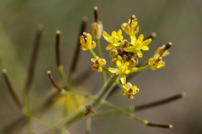 Descurainia adenophora, photographed by Cecelia Alexander