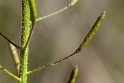 Descurainia adenophora, photographed by Cecelia Alexander