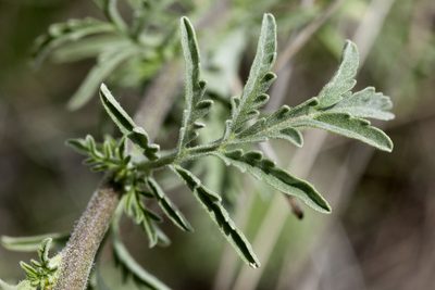 Descurainia adenophora, photographed by Cecelia Alexander