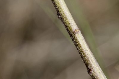 Descurainia adenophora, photographed by Cecelia Alexander