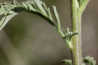 Descurainia adenophora, photographed by Cecelia Alexander