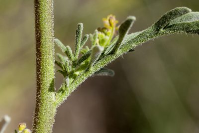Descurainia adenophora, photographed by Cecelia Alexander