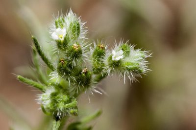 Cryptantha fendleri, photographed by Cecelia Alexander