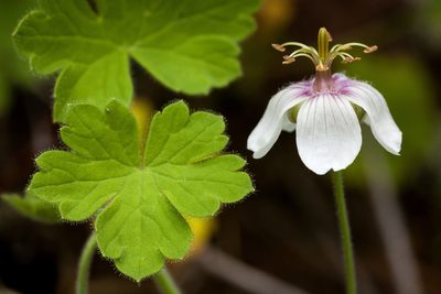Geranium lentum, photographed by Cecelia Alexander