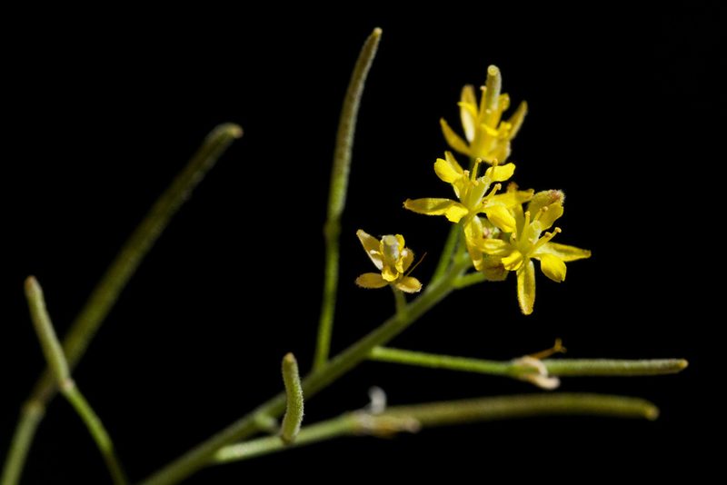 Descurainia obtusa, photographed by Cecelia Alexander