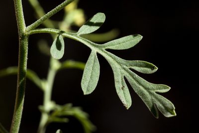 Descurainia obtusa, photographed by Cecelia Alexander