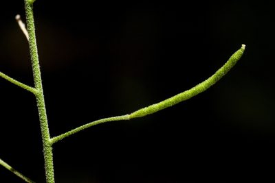 Descurainia obtusa, photographed by Cecelia Alexander