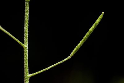 Descurainia obtusa, photographed by Cecelia Alexander