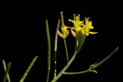 Descurainia obtusa, photographed by Cecelia Alexander