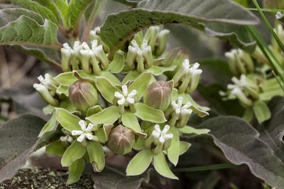 Asclepias nyctaginifolia, photographed by Cecelia Alexander