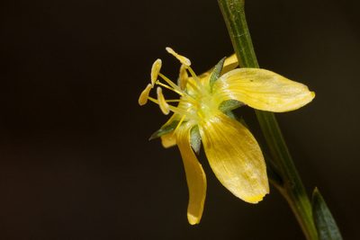 Linum neomexicanum, photographed by Cecelia Alexander