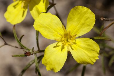 Oenothera gayleana, photographed by Cecelia Alexander