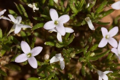 Houstonia humifusa, photographed by Cecelia Alexander