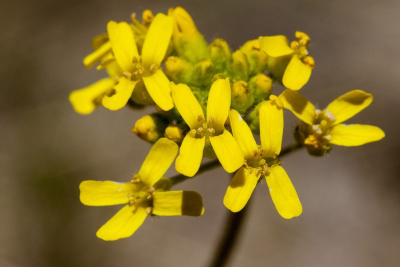 Draba spectabilis, photographed by Cecelia Alexander