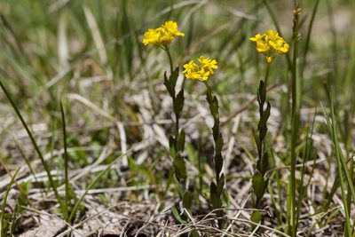 Draba spectabilis, photographed by Cecelia Alexander