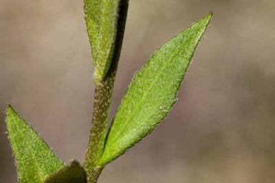 Draba spectabilis, photographed by Cecelia Alexander