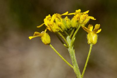 Draba spectabilis, photographed by Cecelia Alexander